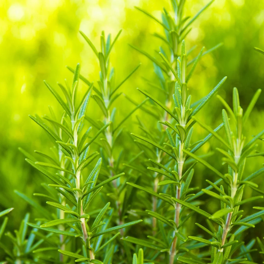 NOW Solutions Rosemary Essential Oil, 30 ML